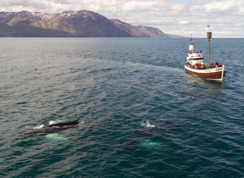 islandia_ballenas