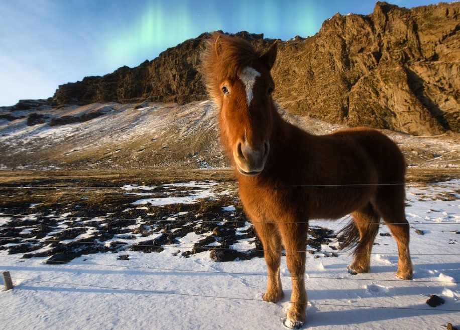 islandia_caballo