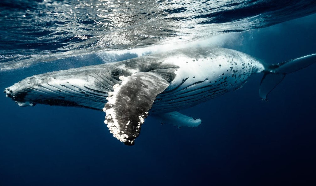 ballenas en islandia